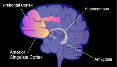 prefrontal-cortex-addiction-PUBLIC