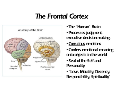 frontalCortex