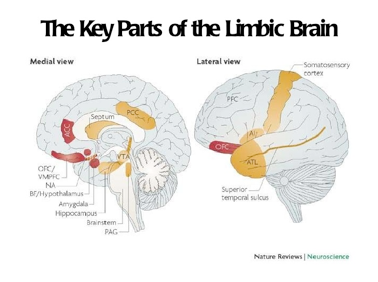 limbicBrain